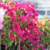 Bougainvillea