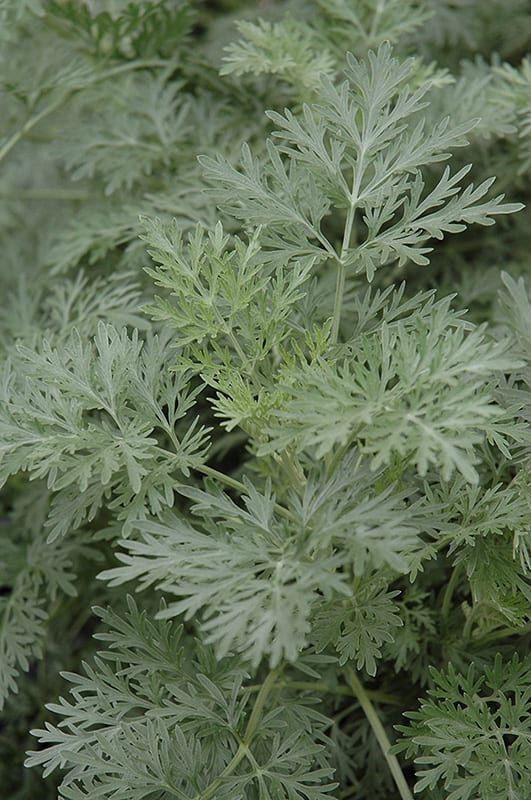 powis castle artemesia