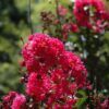 pink velour crapemyrtle
