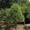 Weeping Yaupon Holly Plant