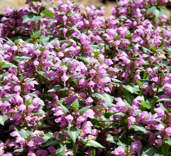 Lamium