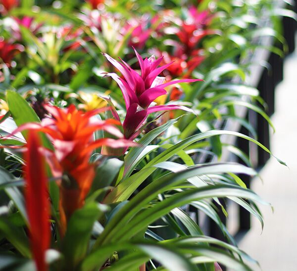 bromeliad guzmania in purple