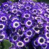Cineraria Blue clusters of blooms