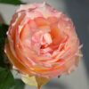 Euphoria Rose Photo 1