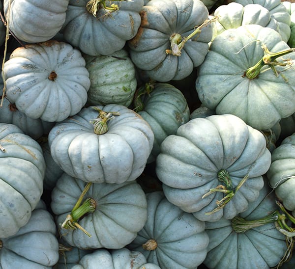 Jarrahdale Pumpkin