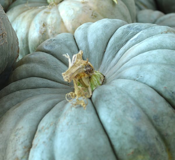 Jarrahdale Pumpkin