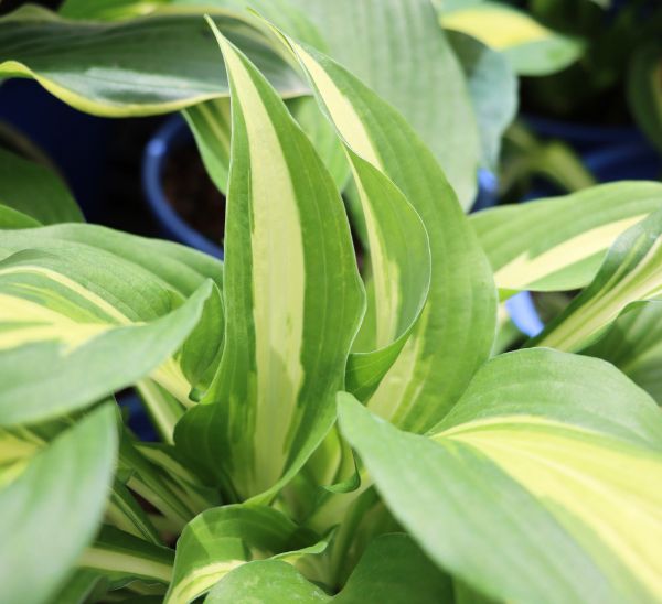 Hosta