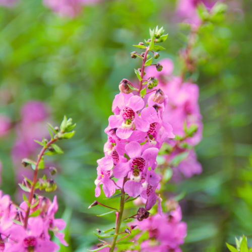 Angelonia