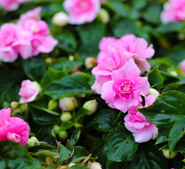 Double Impatiens Pink