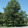 Shumard Red Oak Photo 1