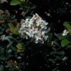 Snow White Indian Hawthorn Photo 1