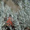 Icicles Licorice Plant Photo 1