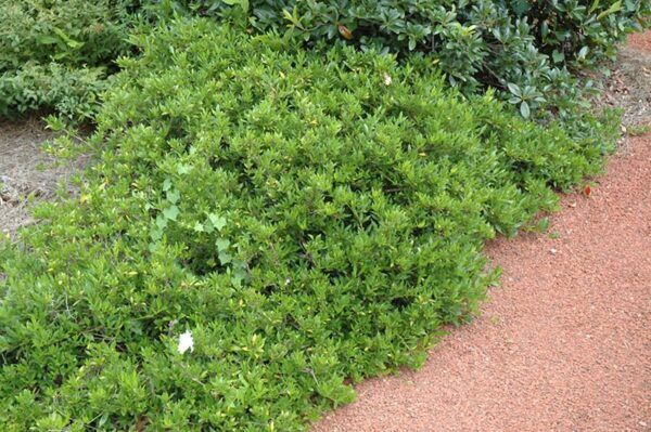 radicans miniature gardenia