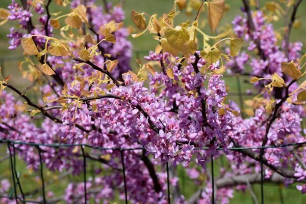 the rising sun redbud