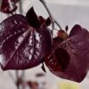 Ruby Falls Redbud Photo 1