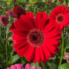 Garvinea® Gerbera Daisy Photo 1