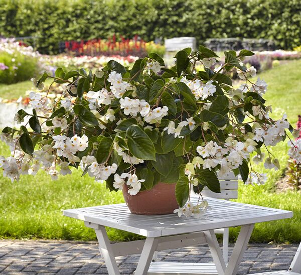Dragon Wing Begonia