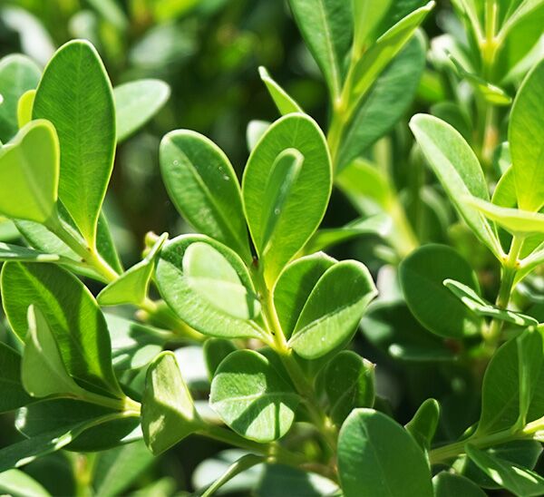 Baby Gem™ Boxwood