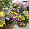 Combo Hanging Basket Photo 1
