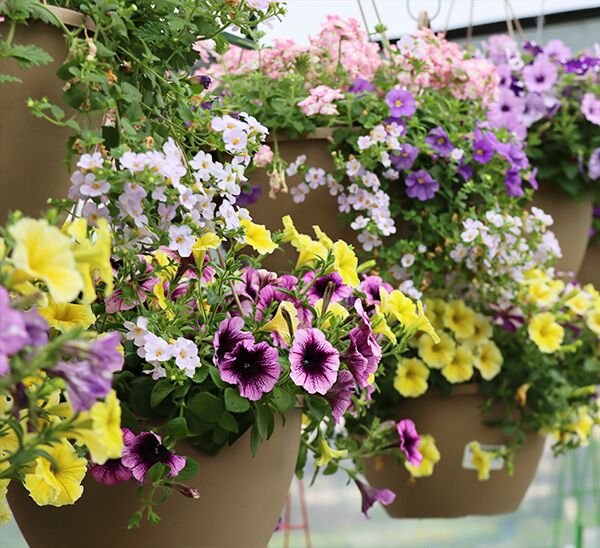 Combo Hanging Basket Photo 1