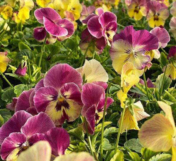 Cool Wave Spreading Pansy Photo 1