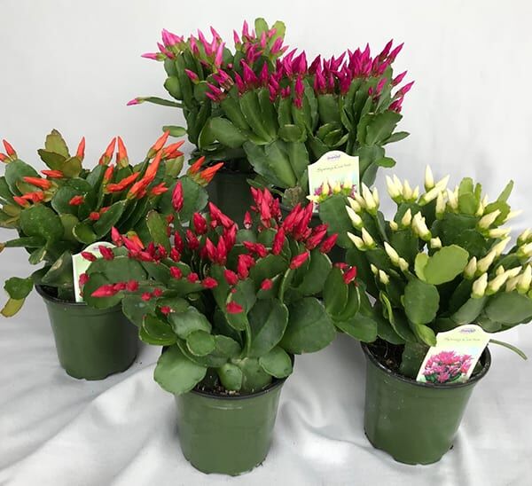 Spring Cactus