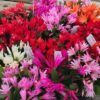 Spring Cactus Photo 1