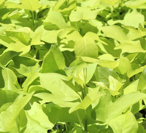 Sweet Potato Vine Photo 1