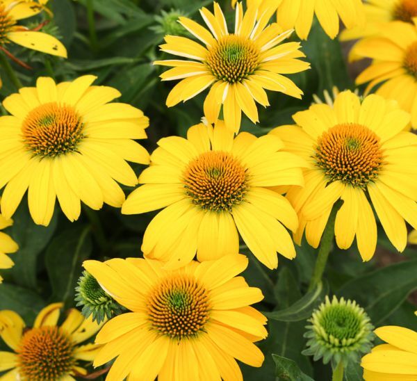 Coneflower