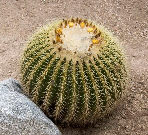 Golden Barrel Cactus Photo 1