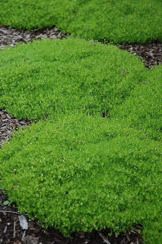 irish moss