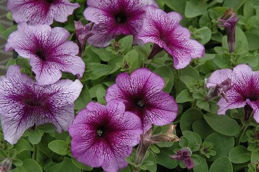 hurrah blue veined petunia