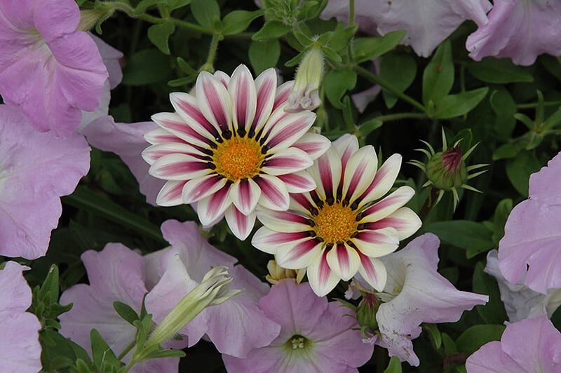 big kiss white flame gazania