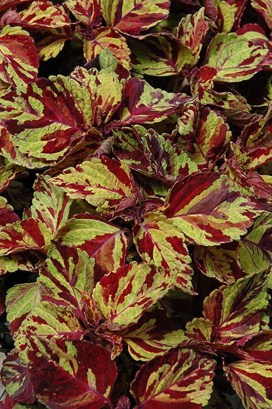 wizard mosaic coleus