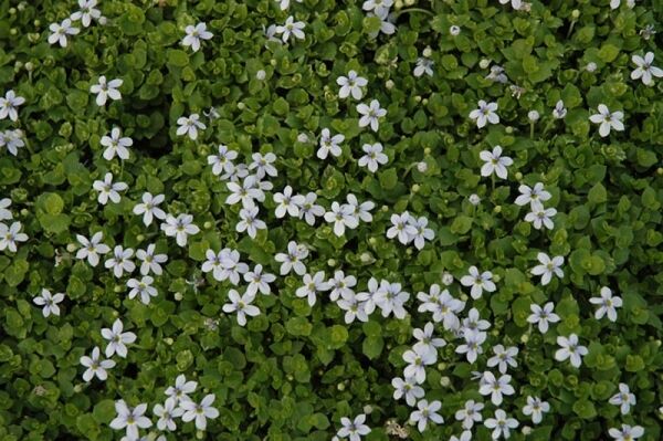 blue star creeper