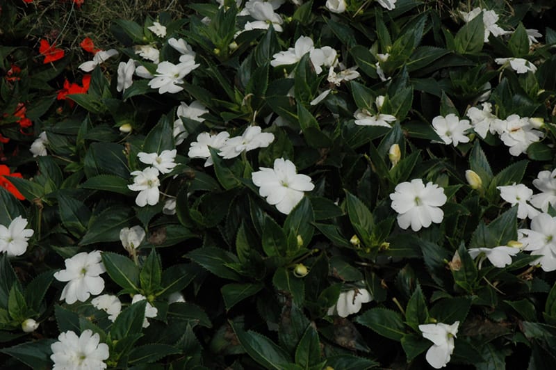 sunpatiens spreading clear