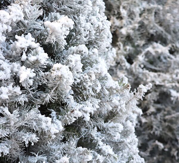 Fresh Cut Flocked Douglas Fir Photo 1