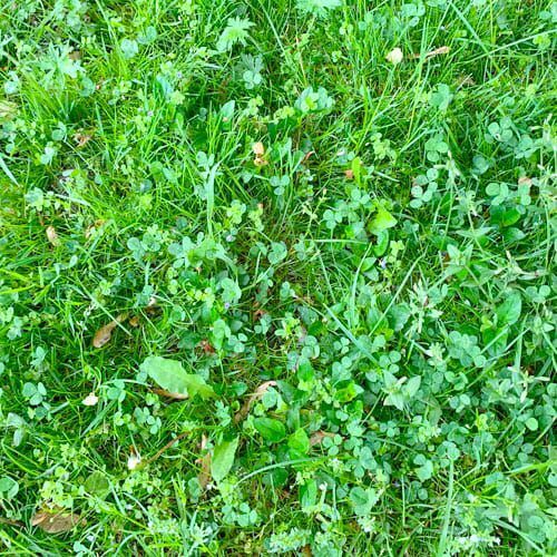 weeds in lawn