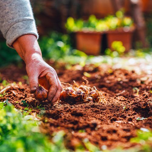 Planting Fall Bulbs for Spring Color | Calloway's Nursery