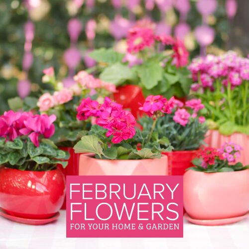 flowering options for february