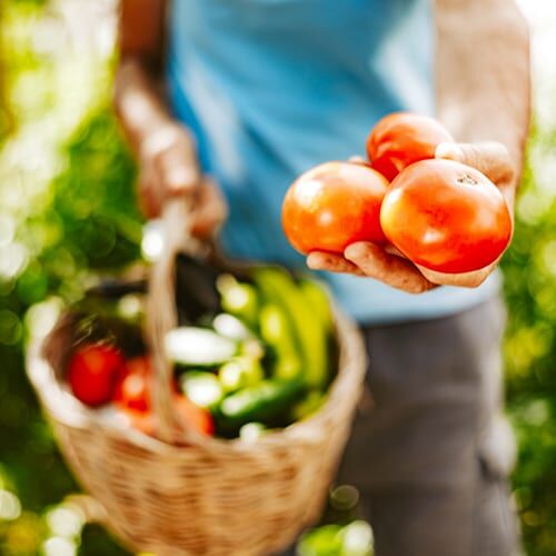 vegetable garden checklist