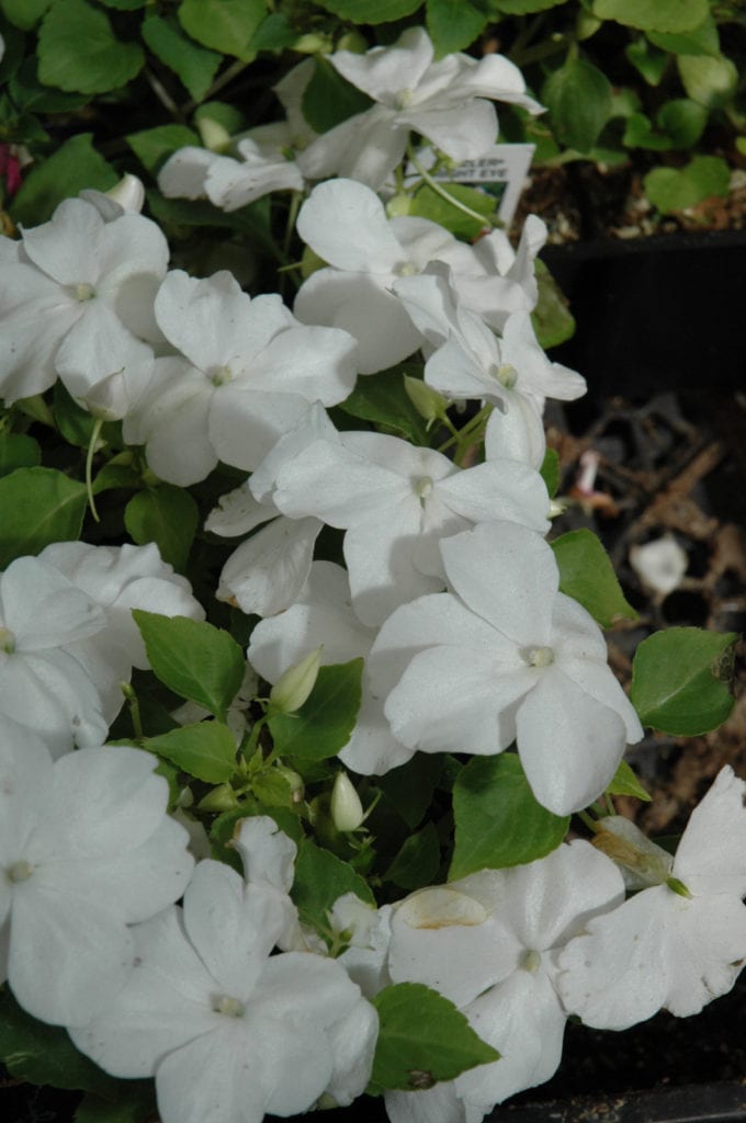 Super Elfin White Impatiens