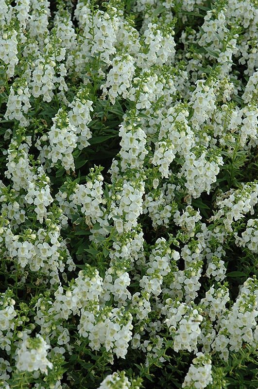 Serena white angelonia