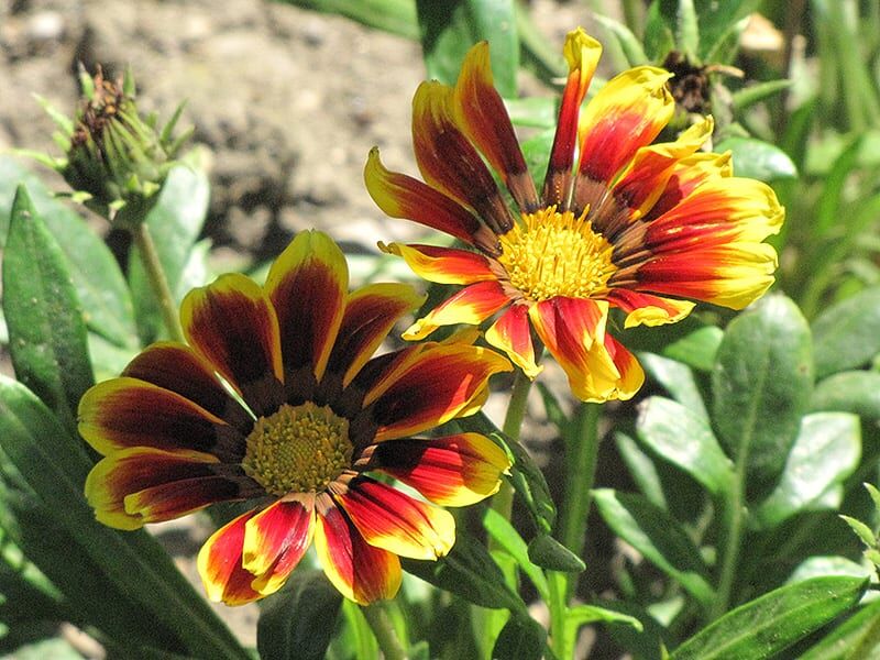 kiss golden flame gazania