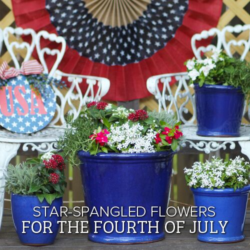 flowers for the 4th