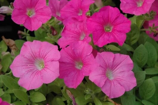 wave pink petunia