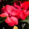 New Guinea Impatiens Photo 1