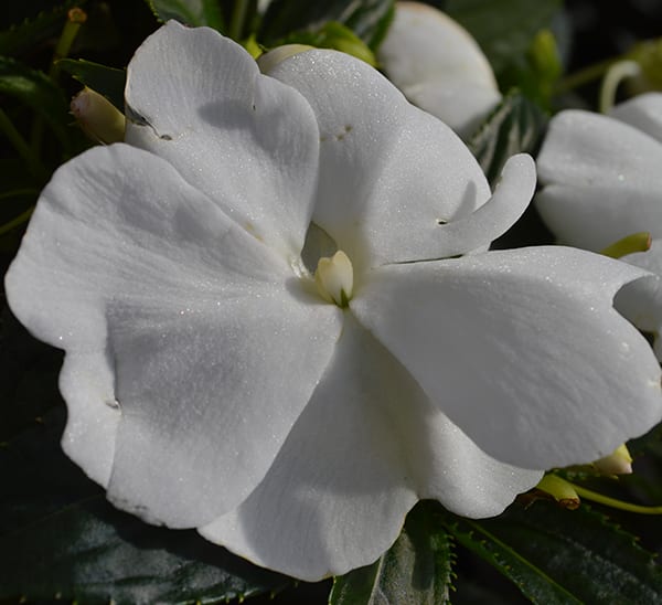 New Guinea Impatiens