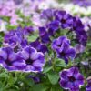 Crazytunia® Petunia Photo 1