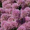Millenium Ornamental Onion Photo 1